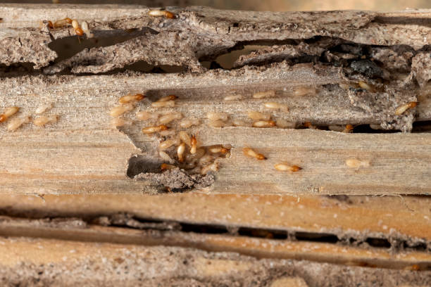 Best Rodent Control Near Me  in Tracy, CA