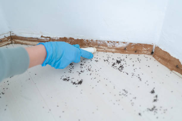 Best Pest Control Near Me  in Tracy, CA